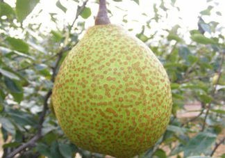 萊陽梨是哪里的？萊陽梨是什么梨