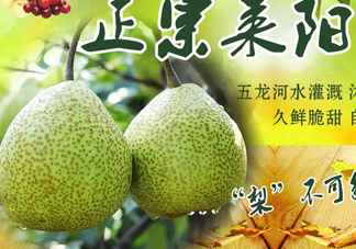 萊陽梨幾月份才會有？正宗萊陽梨哪里能買的到