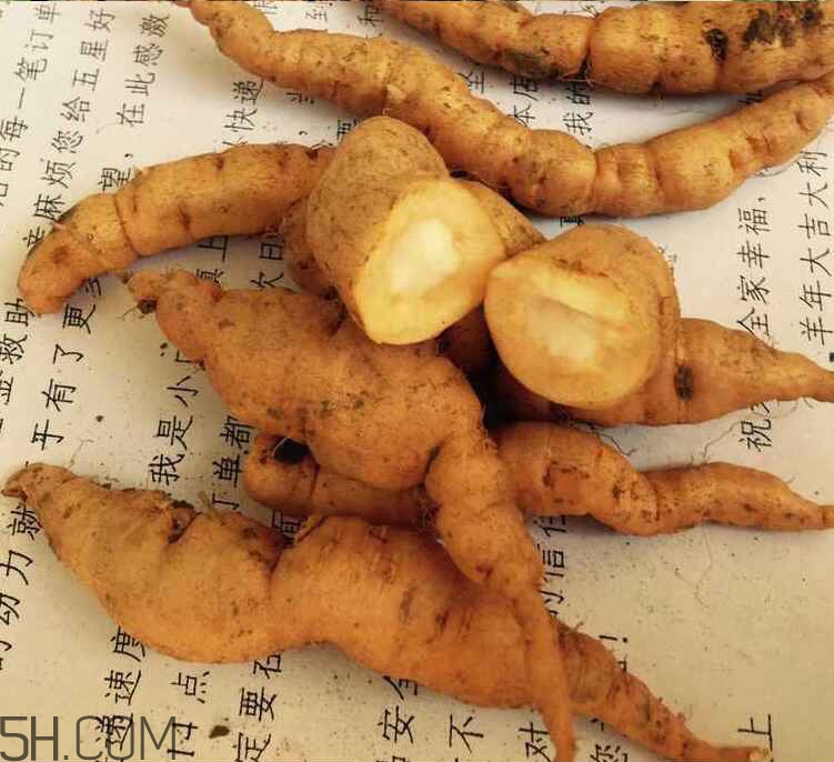 鮮地黃是什么？鮮地黃有什么功效？