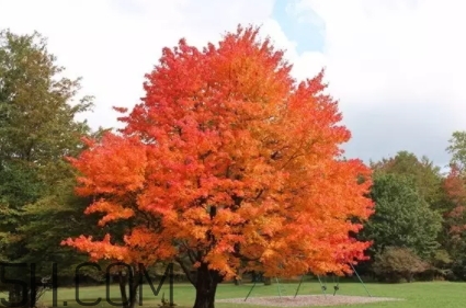 楓糖色口紅適合什么人？楓糖色口紅適合什么膚色