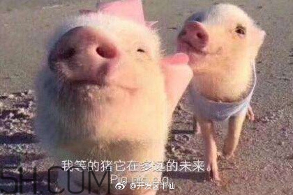 豬精女孩健康養(yǎng)生指南有哪些？豬精女孩健康養(yǎng)生指南是什么？