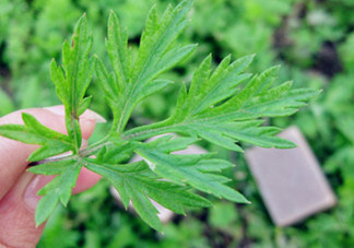 艾葉草洗澡有什么好處？怎么挑選艾葉草？