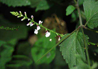 什么是透骨草？透骨草的功效與作用是什么？