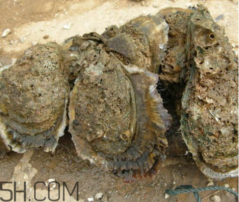 吃生蠔應(yīng)該注意哪些事項(xiàng)？生蠔與牡蠣的區(qū)別
