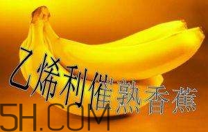 冬天可以吃葡萄嗎？冬天吃葡萄好不好？