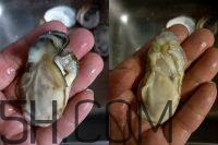 吃生蠔應(yīng)該注意哪些事項(xiàng)？生蠔與牡蠣的區(qū)別