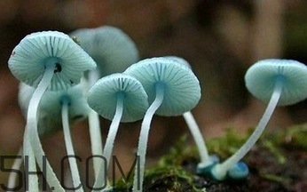 如何判斷生蠔烤熟沒有？生蠔可以和蘑菇一起吃嗎？