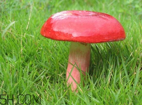 如何鑒別紅菇？紅菇的做法有哪些？