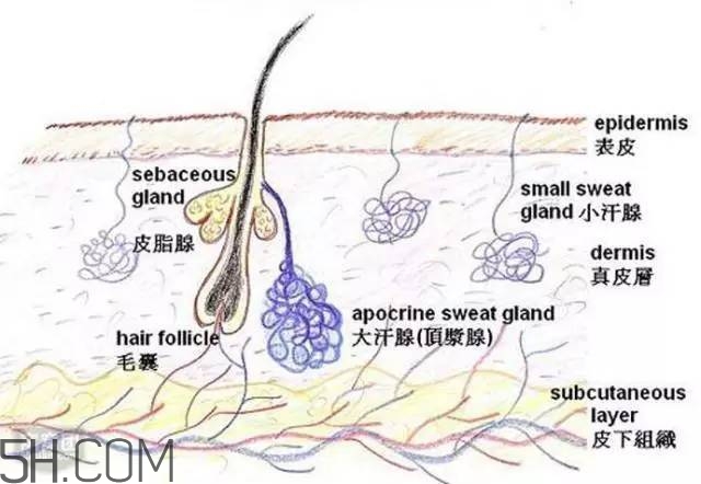 腿毛能刮嗎？腿毛能不能刮？
