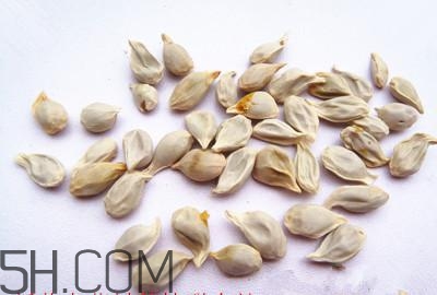 不小心吃了橘子籽怎么辦？橘子籽可以生吃嗎？