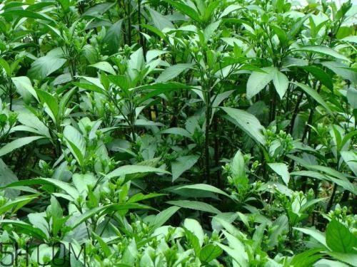 流鼻血喝板藍根有用嗎？什么樣的流鼻血適合喝板藍根？