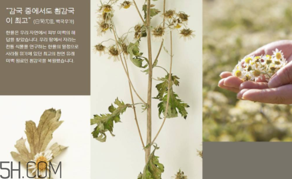 韓律護膚品怎么樣？韓律全系列介紹