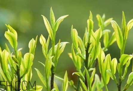 茶樹精油可以直接涂在臉上嗎？茶樹精油的功效與作用？