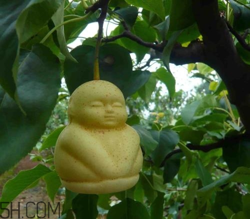 女人吃人參果有哪些好處？人參果的營(yíng)養(yǎng)價(jià)值是什么？