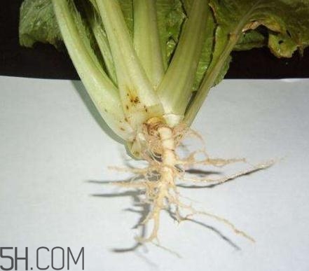 香菜根煮水怎么煮？香菜根煮水喝幾天見效？