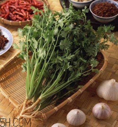 香菜根煮水能減肥嗎？香菜根煮水能天天喝嗎？
