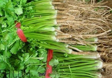 香菜根煮水能治濕疹嗎？香菜根煮水孕婦能喝嗎？