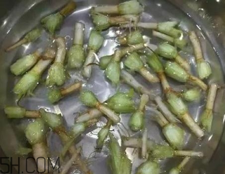 香菜根煮水能治濕疹嗎？香菜根煮水孕婦能喝嗎？