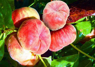 蟠桃的營(yíng)養(yǎng)價(jià)值有哪些？蟠桃的吃法有哪些？