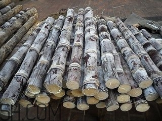 吃完甘蔗多久可以吃柿子？甘蔗和柿子一起吃了怎么辦？