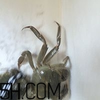 冬天可以吃大閘蟹嗎？冬天怎么吃大閘蟹？