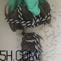 冬天可以吃大閘蟹嗎？冬天怎么吃大閘蟹？