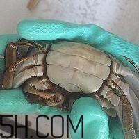 冬天可以吃大閘蟹嗎？冬天怎么吃大閘蟹？