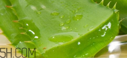 蘆薈膠可以敷一晚上嗎？蘆薈膠堵塞毛孔的錯誤用法