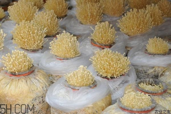 金針菇的食用禁忌有哪些？金針菇四大禁忌