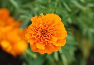 近視和葉黃素缺乏有關(guān)？盤點葉黃素的重要性