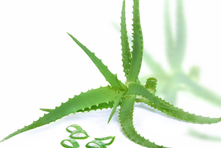 蘆薈泡酒能治腳氣嗎？蘆薈膠主要是細菌殺毒