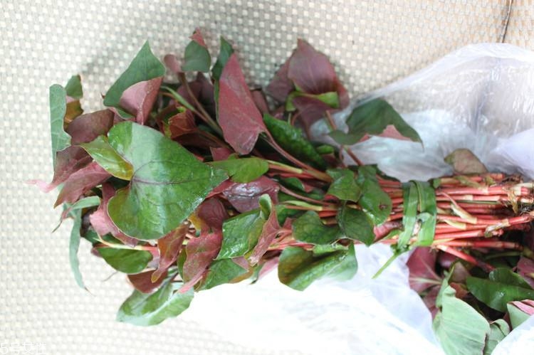 哪些中草藥可以當(dāng)菜吃？最常見的是這三種