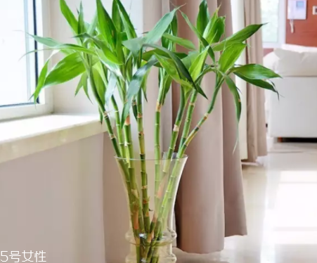 什么花不能放臥室養(yǎng)？含羞草誤食會(huì)脫發(fā)