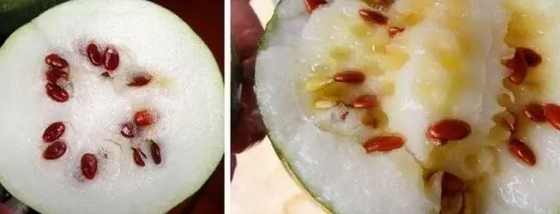 紅瓜子是什么瓜的子？瓜子比瓜還要珍貴