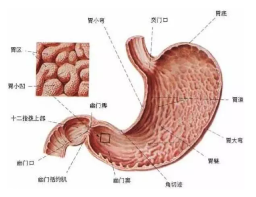 慢性胃炎是怎么造成的？吃燙食會引發(fā)胃炎