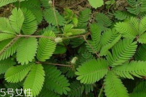 什么花不能放臥室養(yǎng)？含羞草誤食會(huì)脫發(fā)