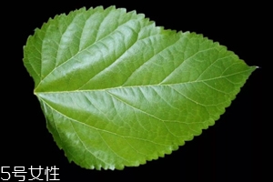 桑葉茶哪些人不能喝？過多飲用傷脾胃傷腎