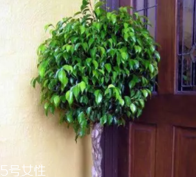 養(yǎng)花有哪些益處？節(jié)約藥費(fèi)不止一點(diǎn)點(diǎn)