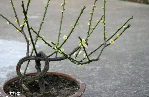 養(yǎng)花有哪些益處？節(jié)約藥費(fèi)不止一點(diǎn)點(diǎn)