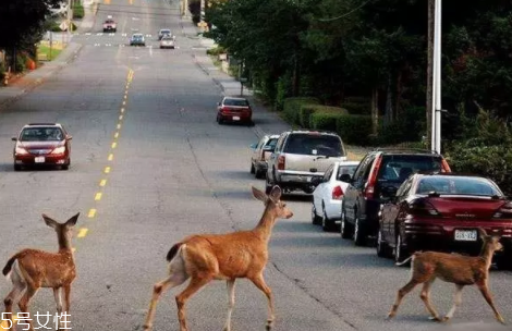 開車前為什么要拍拍車蓋？預(yù)防傷害流浪小動物