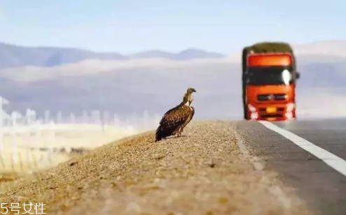 開車前為什么要拍拍車蓋？預(yù)防傷害流浪小動物