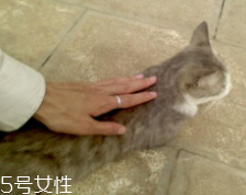 開車前為什么要拍拍車蓋？預(yù)防傷害流浪小動物