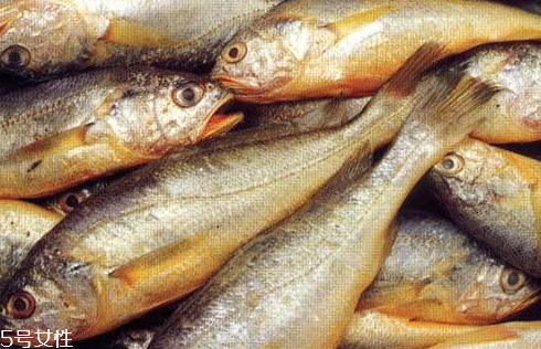 大黃魚(yú)為什么那么貴 物依稀為貴
