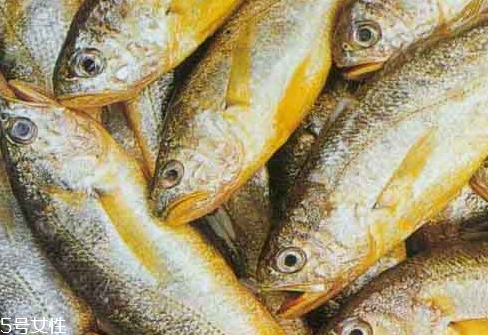 大黃魚(yú)為什么那么貴 物依稀為貴
