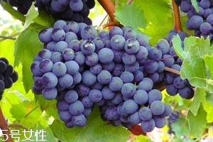 葡萄籽補(bǔ)劑要不要買？不如早睡早起