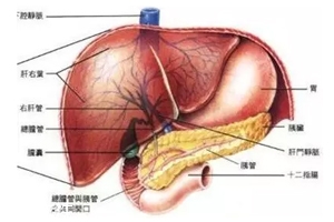 膽囊里的石頭從何而來？膽汁形成膽結(jié)石