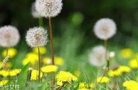 蒲公英用開水泡嗎？煮一煮效果會更好