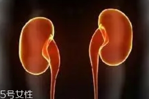 腎為什么容易長(zhǎng)結(jié)石？尿液聚集成了結(jié)石