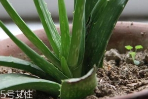 蘆薈膠真的很神奇嗎？只是基礎的補水保濕