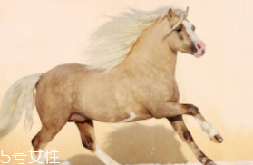 馬油是萬能的嗎？接近人體脂肪也并不萬能